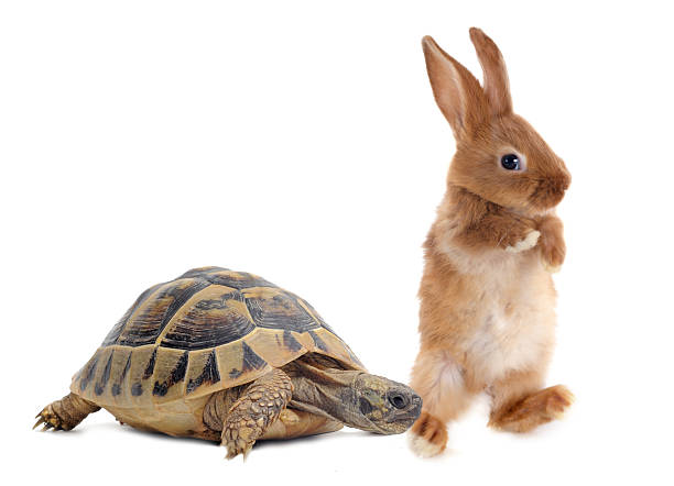 turtle & rabbit